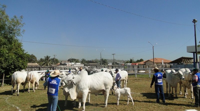 Nelores na exposição.