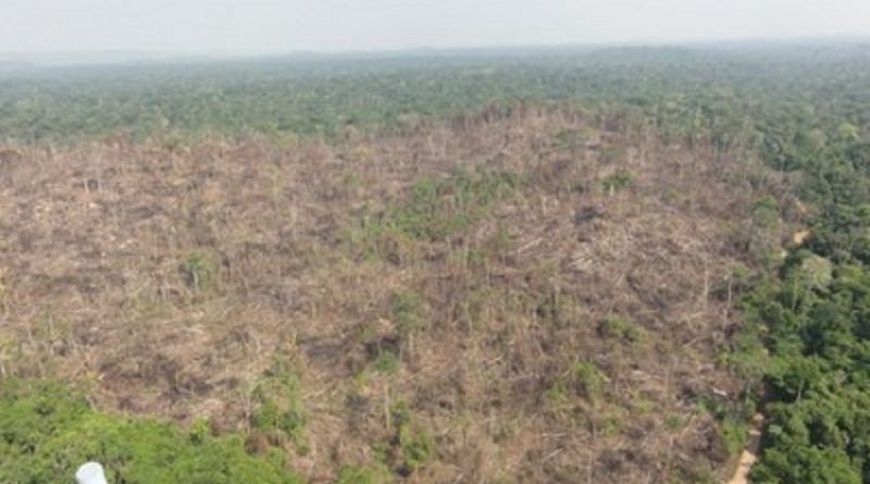 Imagem: Fiscalização/Ibama