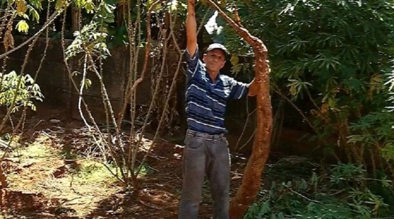 nc_mandioca_gigante_100416