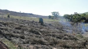 Área queimada na vicinal Cristalina
