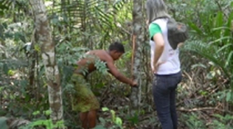 Casca-de-uma-planta-é-extraída-na-floresta-Amazônica