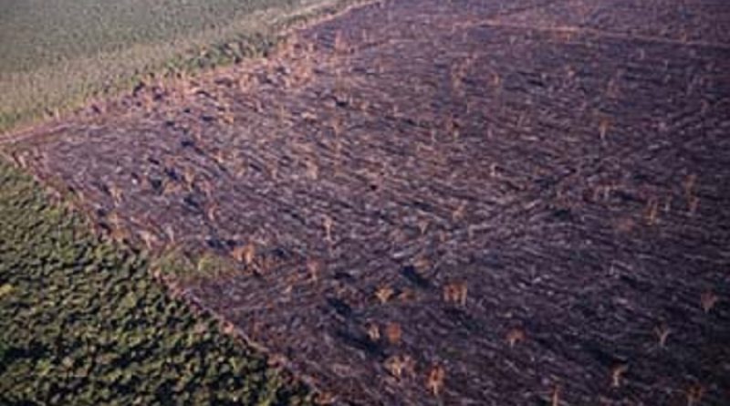 Desmatamento-na-área-do-Xingú-no-Pará