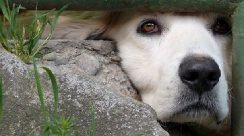 caozinho morto a machadadas