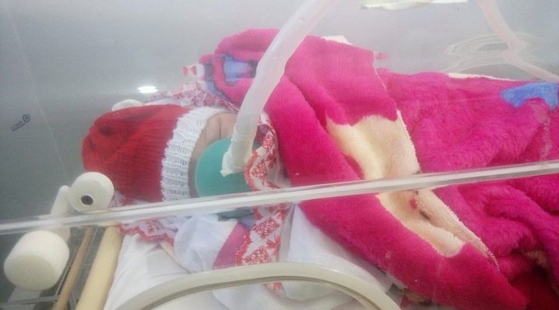 Zuila na incubadora.