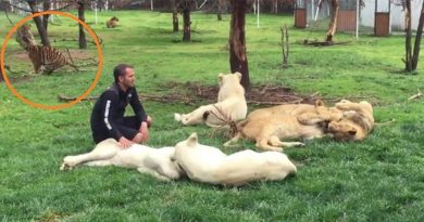 destaque-377314-ataque