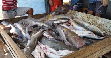 destaque-378320-gurijuba