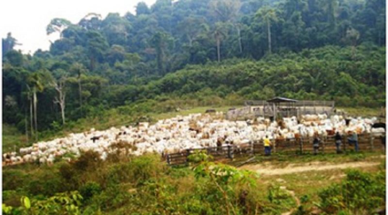 flona-jamanxim-sofre-com-desmatamento-e-ocupacao-irregular-e-quadro-pode-piorar-com-reducao-dos-limites