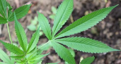 destaque-379958-mac_juan00