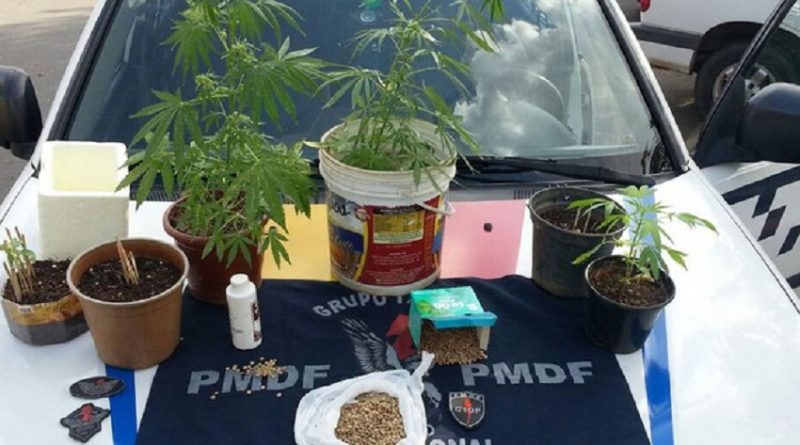 Pés e sementes de maconha achados em casa do Recanto das Emas, região administrativa do Distrito Federal (Foto: Polícia Militar/Divulgação)