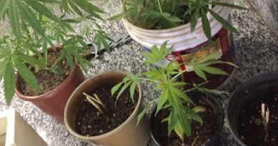 Vasos com pés de maconha achados em casa do Recanto das Emas, no Distrito Federal (Foto: Polícia Militar/Divulgação)