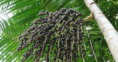 destaque-382816-50010g-acaizeiro