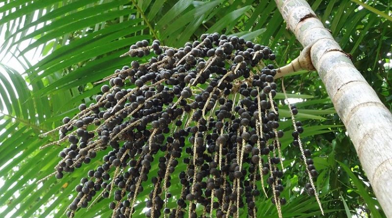 destaque-382816-50010g-acaizeiro