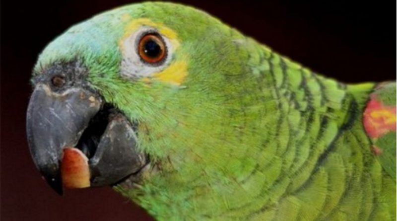 destaque-383944-papagaio