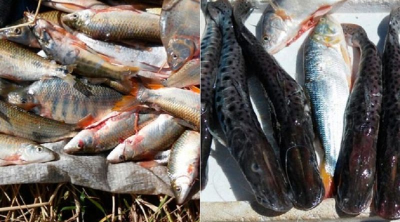 peixes_apreendidos