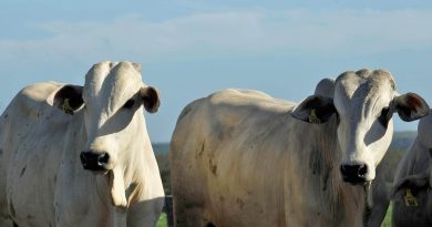 A última das cinco etapas de vacinação exigidas pelo Ministério de Agricultura, Pecuária e Abastecimento (Mapa), para o ano de 2014, por meio do Programa Nacional de Erradicação de Febre Aftosa (PNEFA), segue no Pará até o dia 30 de novembro, nas regiões sul, sudeste, nordeste e Baixo Amazonas. 

FOTO: ANTONIO SILVA/ ARQUIVO AG. PARÁ
PARAGOMINAS-PARÁ