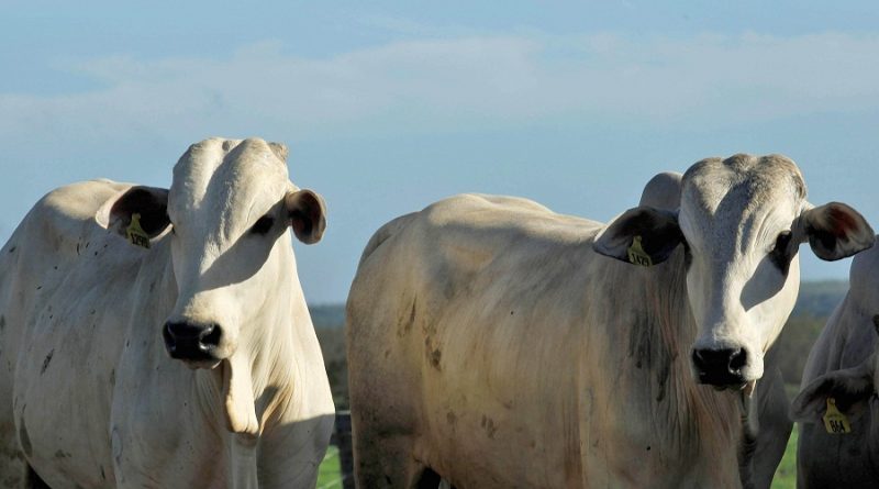 A última das cinco etapas de vacinação exigidas pelo Ministério de Agricultura, Pecuária e Abastecimento (Mapa), para o ano de 2014, por meio do Programa Nacional de Erradicação de Febre Aftosa (PNEFA), segue no Pará até o dia 30 de novembro, nas regiões sul, sudeste, nordeste e Baixo Amazonas.
FOTO: ANTONIO SILVA/ ARQUIVO AG. PARÁ
PARAGOMINAS-PARÁ