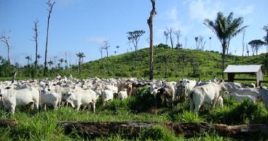 gado-em-novo-progresso