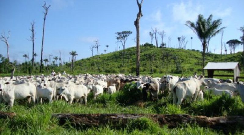 gado-em-novo-progresso