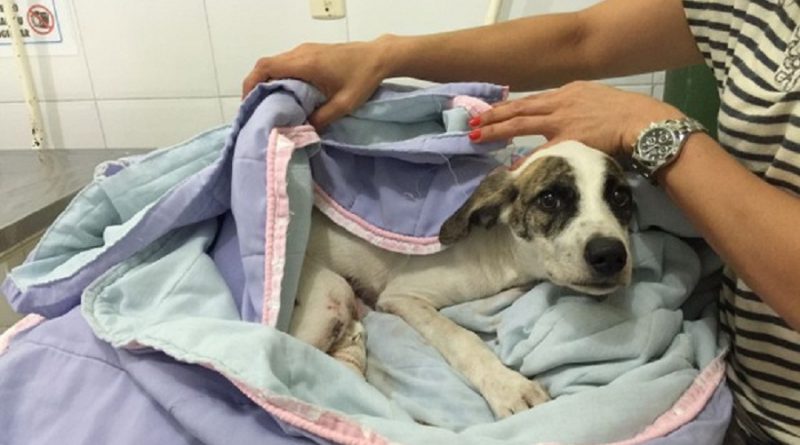 05/01/2017 11h56 - Atualizado em 05/01/2017 11h56
Homem suspeito de arrastar cadela é autuado por maus tratos, em Belém
Delegacia Especializada em Meio Ambiente investiga o caso.
Cadela foi encontrada com ferimentos pelo corpo no dia 25 de dezembro.
Do G1 PA
Homem suspeito de arrastar cadela é autuado por maus tratos, em Belém (Foto: Shirley Almeida/Arquivo Pessoal)
Cadela sofreu diversos ferimentos pelo corpo e segue internada em estado grave. (Foto: Shirley Almeida/Arquivo Pessoal)