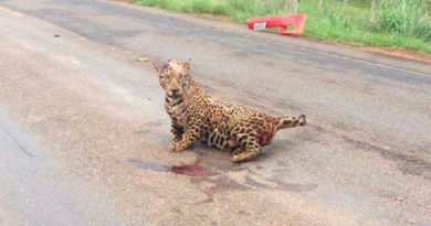 noticia_5888a6618f1af