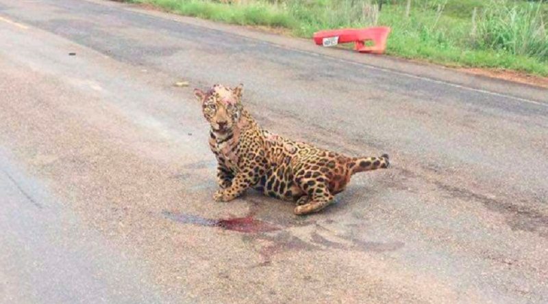 noticia_5888a6618f1af