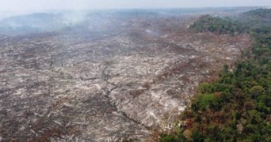 (desmatamento Flona Jamanxim em Novo Progresso - Foto Divulgação IBAMA)