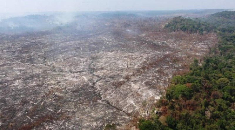 (desmatamento Flona Jamanxim em Novo Progresso - Foto Divulgação IBAMA)