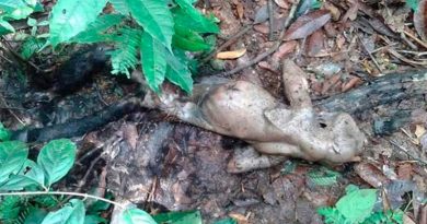 macaco-24-02-2017-12-33-50