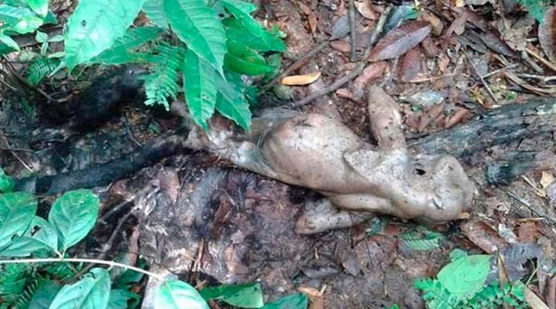 macaco-24-02-2017-12-33-50