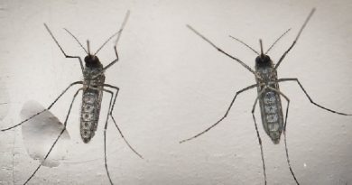 mosquito-aedes-aegypti-e-o-causador-das-tres-doencas-que-mais-alarmam-o-brasil-atualmente-zika-dengue-e-chikungunya-1455572856461_615x300