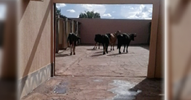 vacas_motel