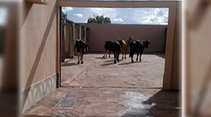 vacas_motel