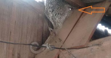 Porco-espinho entalado na residência