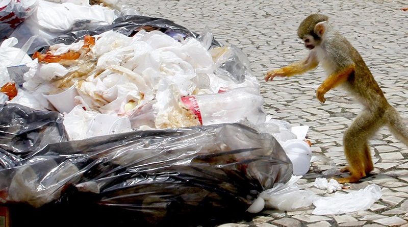 destaque-396556-macacos