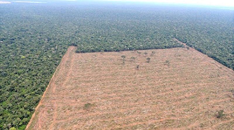 destaque-397962-desmatamento