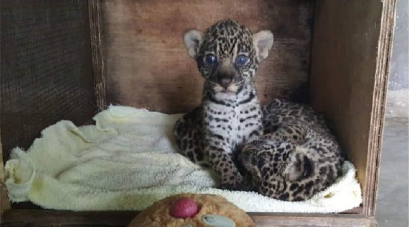 FB_IMG_1491433948288