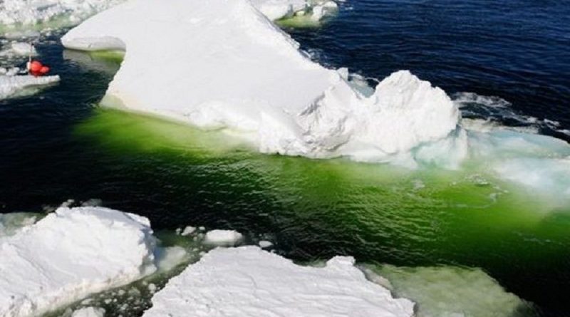 pplware_algas_verdes_artico00-600x415