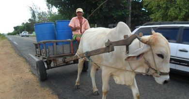 boi-carroceiro
