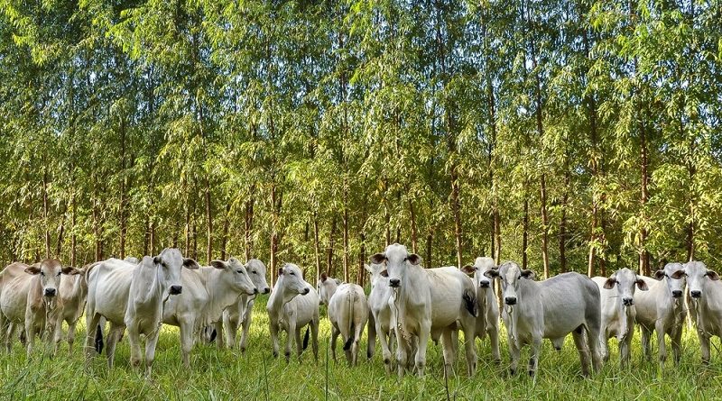 20120321-ilpf-ipameri-fabiano-bastos-286