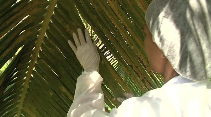 acaro-vermelho-g1-alagoas