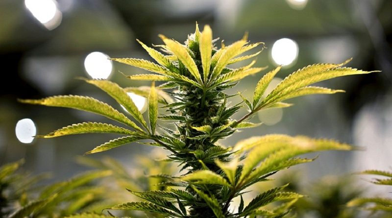 (FILES) This file photo taken on April 20, 2016 shows a marijuana plant and its buds at Alternative Solutions, local medical marijuana producer in Washington, DC. Voters in the US state of Florida appear overwhelmingly inclined to legalize medical marijuana in a referendum November 8, a new poll out October 11, 2016 shows. Some 77 percent of likely voters in the southeastern state have said they will cast ballots in favor of Amendment 2 -- which would change the state's constitution to legalize cannabis for medicinal use -- according to the survey conducted by the Public Opinion Research Laboratory (PORL) at the University of North Florida.
/ AFP / Brendan Smialowski