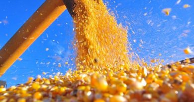 Colheita-safrinha milho