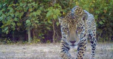 EG_fyrbqtupiphf5brsbemzx3tlqntiutqar9hmq4lj2oghcuoa_large