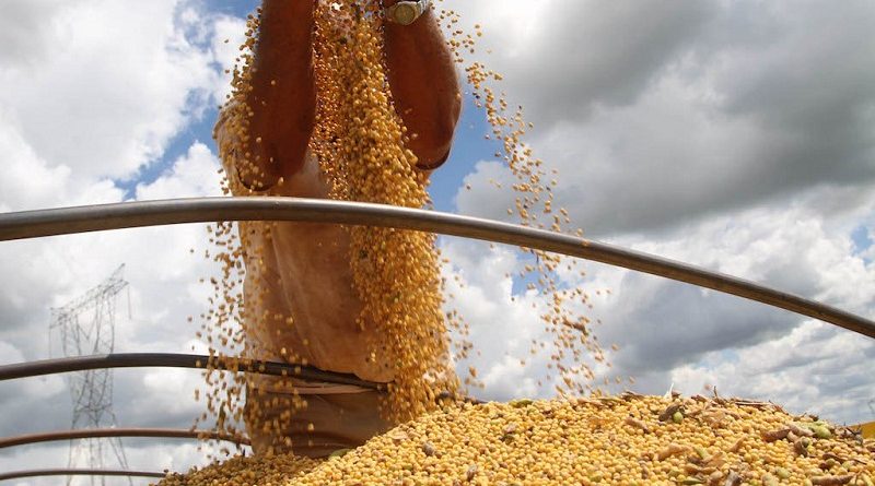 CASCAVEL/PR - 16-02-2011 - Colheita e plantação de soja no interior de Cascavel. Foto Jonas Oliveira