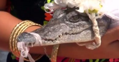 destaque-430291-crocodilo