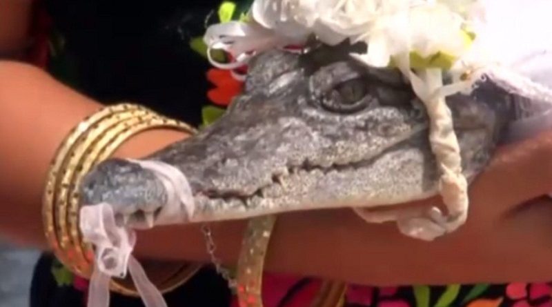 destaque-430291-crocodilo