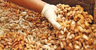 destaque-432392-cacau