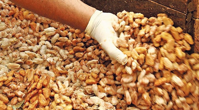 destaque-432392-cacau