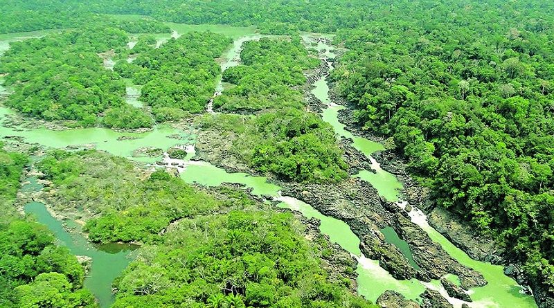 destaque-433496-floresta--divulgacao