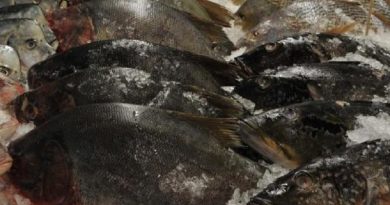 destaque-434220-peixe